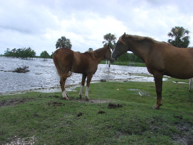 Horse Camping In Florida - thedesignerbaghire